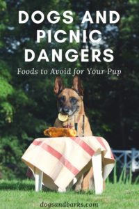 Dogs and picnic dangers