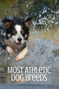 Most Athletic Dog Breeds