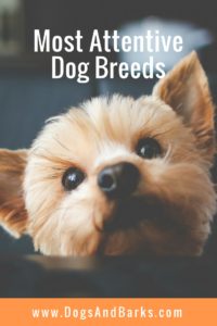 Most Attentive Dog Breeds