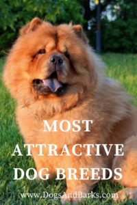 Most Attractive Dog Breeds