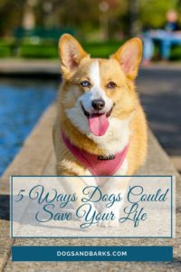 5 Ways Dogs Could Save Your Life