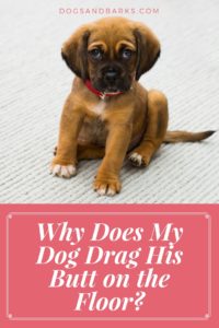 Why Does My Dog Drag His Butt on the Floor?