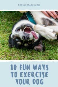 10 Fun Ways to Exercise your Dog
