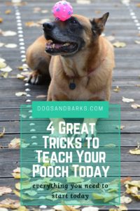 4 Great Tricks to Start Teaching your Pooch Today