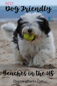 Best dog-friendly beaches in the U.S.