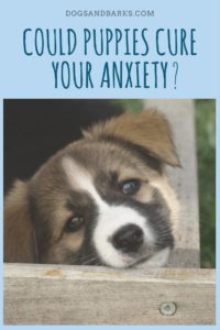 Could Puppies Cure Your Anxiety?