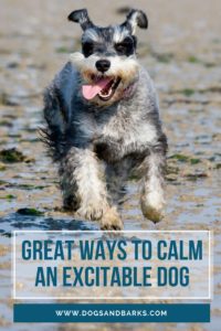 Great Ways to Calm an Excitable Dog