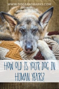 How Old is your Dog in Human Years?