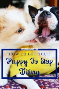 How to Get Your Puppy To Stop Biting