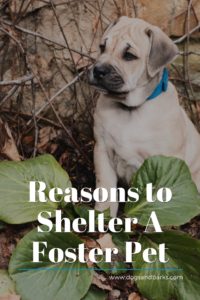 Reasons to Shelter A Foster Pet