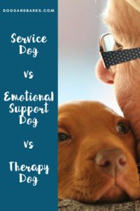 Service Dog vs Emotional Support Dog vs Therapy Dog