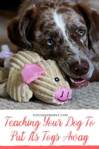 Teaching Your Dog To Put Its Toys Away