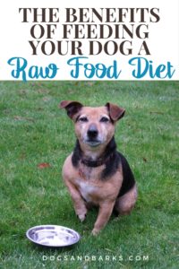 The Benefits of Feeding your Dog a Raw Food Diet
