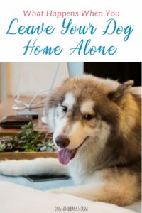 What happens when you leave your dog at home alone