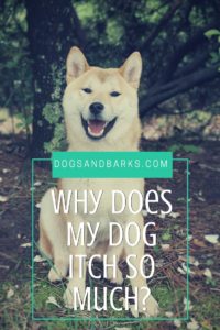 Why Does My Dog Itch So Much?