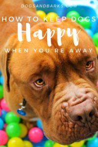 How To Keep Dogs Happy When You Are Away