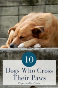 10 Dogs Who Cross Their Paws