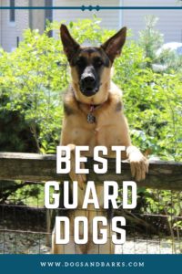 Best Guard Dogs