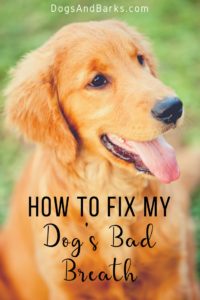 How to Fix My Dogs Bad Breath