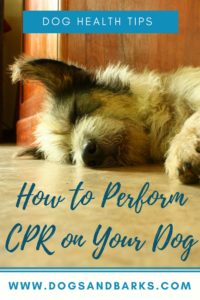 How to Perform CPR on Your Dog