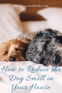 Revealed- How to Reduce the Dog Smell in Your House
