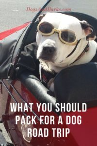 What You Should Pack For A Dog Road Trip