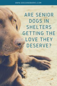 Are Senior Dogs in Shelters Getting the Love they Deserve?