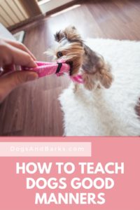 How To Teach Dogs Good Manners