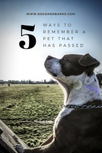 5 Ways To Remember A Pet That Has Passed