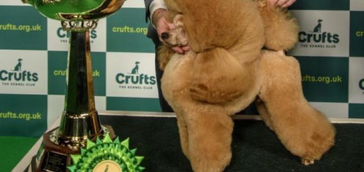 Calling All Dog Lovers: Crufts Contestant Cranks Up The Laughter