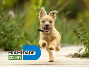 Dog News: Miami-Dade Animal Services Issue Warning To Owners In Florida