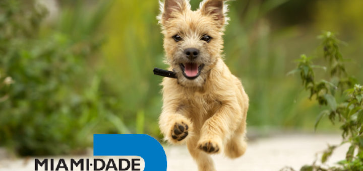 Dog News: Miami-Dade Animal Services Issue Warning To Owners In Florida