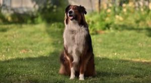 Netflix's true life story of Ruby the dog