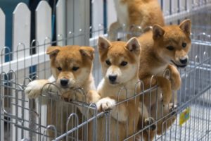 Shanghai Dogs Reportedly Murdered: Where Is The Outrage?