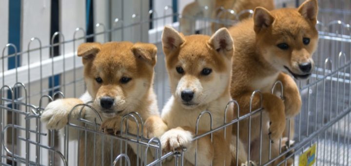 Shanghai Dogs Reportedly Murdered: Where Is The Outrage?