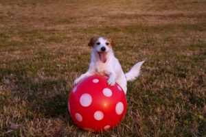 Heartwarming Dog Stories: Maimed Pup Gus Saves A Cute Baby Otter