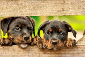 People are cloning their dogs and cats