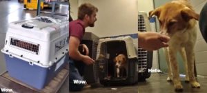 Couple from Canada adopts street dog from India````