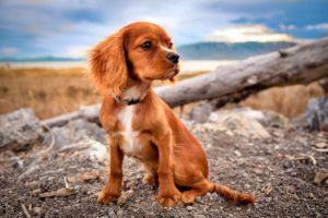 Cute dog enjoying the beach