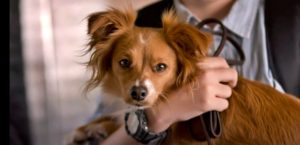 Heartwarming dog movies on Netflix