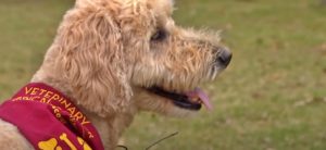Gus the three-legged Goldendoodle