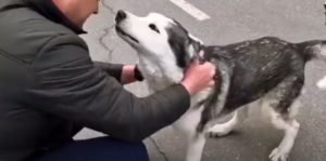 Husky reunites with owner in Bucha during Ukraine war