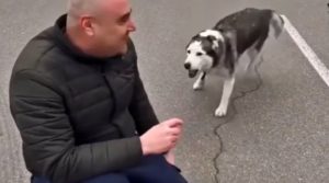 Husky reunites with owner in Bucha during Ukraine war