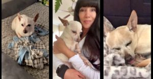 A 21-year-old Chihuahua is now the World's Oldest Dog