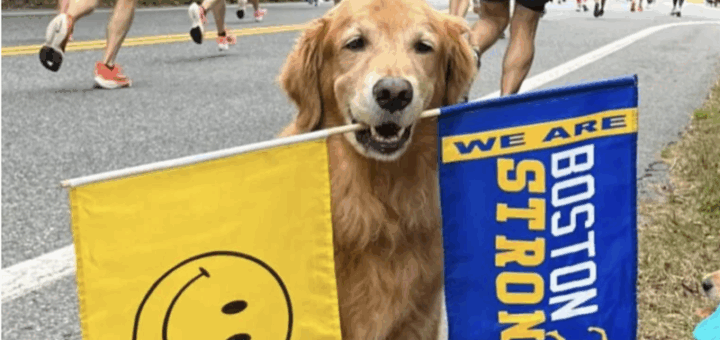 Boston Marathon Therapy Dog Spencer Kicks Cancer To The Curb