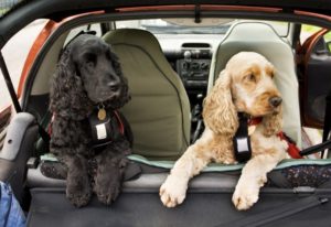 How To Keep Your Dog Safe During A Car Trip