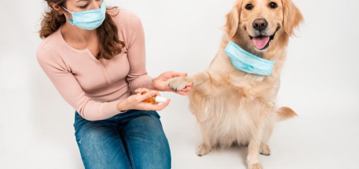 Can Dogs Get COVID?
