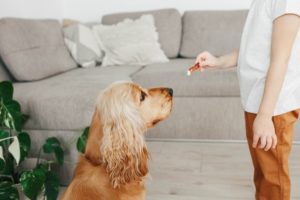 What Foods Should Dogs Definitely Not Eat?