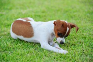 Why Do Dogs Eat Grass?