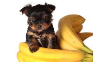 Can Dogs Eat Bananas?
